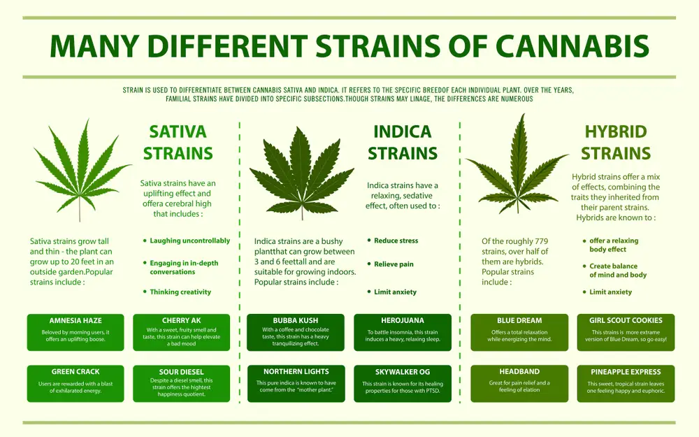 what is cannabitol​